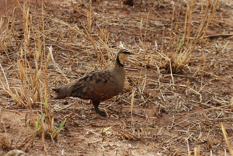 Tanzania -Grandule golagialla (Pterocles gutturalis)♂